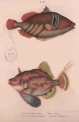 Prickly Hornfish Batistes Aculeatus, Monacanthus Bifilamentosus
