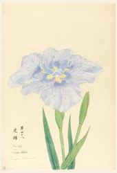 Print, Tiger