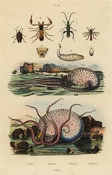 Pseudoscorpion, Octyptera Bicolor, Tuberculate Pelagic Octopus, and False Oil Beetle