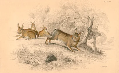 Rabbit Oryctolagus cuniculus