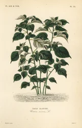 Ramie or China grass, Boehmeria nivea, Urtica nivea