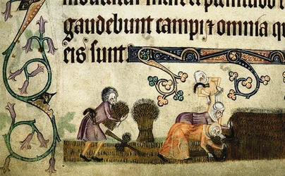 Reaping and Binding Sheaves from the Luttrell Psalter