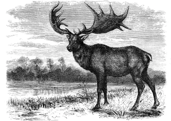 Reconstruction of the Irish elk Megaloceros