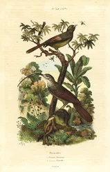 Red-billed Scythebill and Olivaceous Woodcreeper
