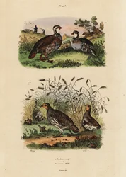 Red-legged Partridge and Grey Partridge
