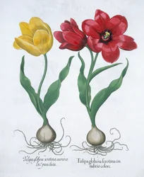 Red and Yellow Tulip