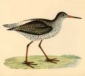 Redshank