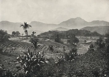 Terraced Rice Fields, 1926