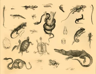 Reptiles