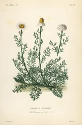 Roman camomile, Chamaemelum nobile, Anthemis nobilis