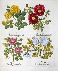 Roses