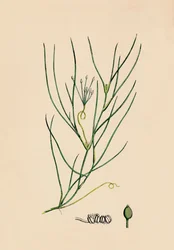 Ruppia spiralis. Greater Ruppia