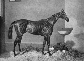 Russborough, 19th century, 1911