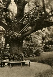 Rustic Treatment. - Summer House in a Tree, an ideal Tea House, 1920