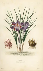 Saffron crocus