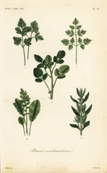 Salad herbs