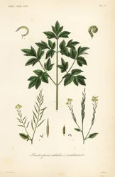 Salad leaf vegetables