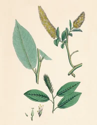 Bay-leaved Willow