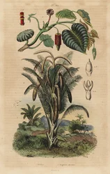 Sandbox Tree and True Sago Palm Tree