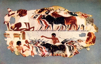 Scene Representing the Driving of a Large Herd of Cattle on an Egyptian Farm