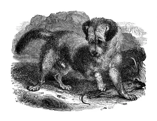 Scottish Terrier