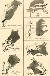 Shadow Pictures and Silhouettes, 1883