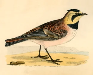 Shore Lark, late 19th century