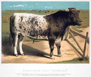 Shorthorn Bull Ironclad, 1875
