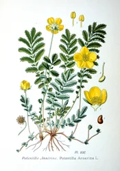 Silverweed