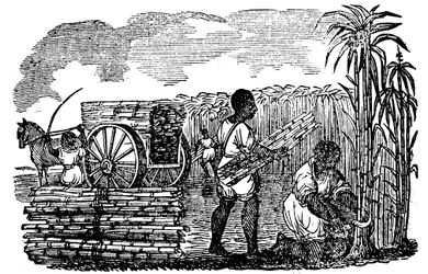 Slaves harvesting sugar cane in Louisiana, 1833