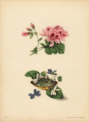 Smith