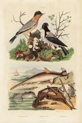 Smooth hammerhead, hammer oyster, brahminy myna and rosy starling