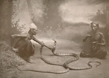 Snake Charmers with Hamadryads Kuy Cobras