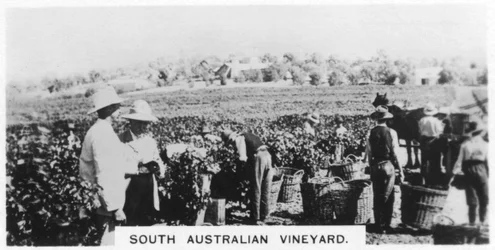 South Australian Vineyard, 1928