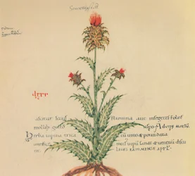 Sow Thistle, 1947