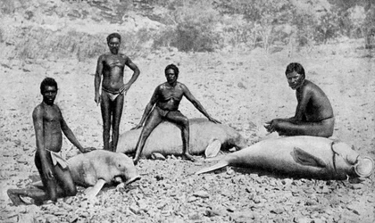 Speared Manatee, North-West Australia