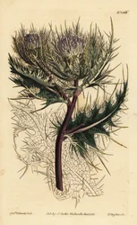 Spiniest thistle, Cirsium spinosissimum