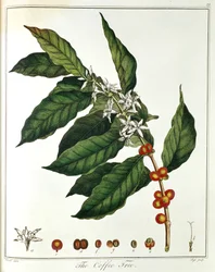Sprig of Coffee Coffea arabica Showing Flowers and Beans, 1798