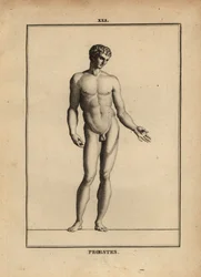 Statue of Orestes, naked, son of Agamemnon in Greek mythology