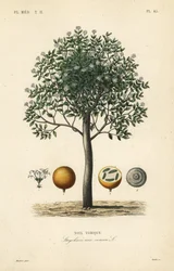 Strychnine tree, nux vomica, poison nut or semen strychnos