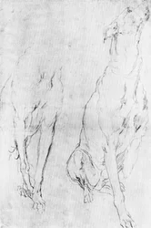 Study for the Greyhound in the Portrait of the Duke of Richmond