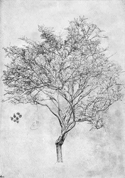 Study of a Lemon Tree