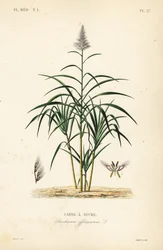 Sugarcane