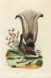 Superb Lyrebird and False Azalea