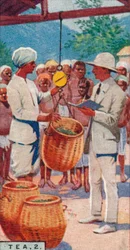 Tea, 2. - Weighing the Pickings, Ceylon