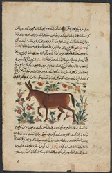 Text Page, Persian Prose Recto, Khar Ass Verso