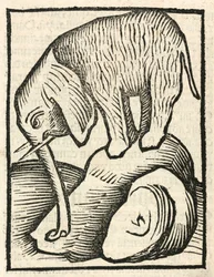 The Elephant