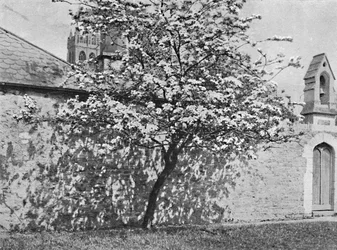 The Glastonbury Thorn