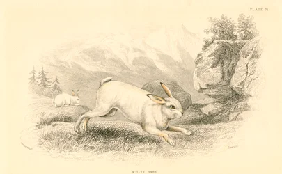 The Hare Lepus europaeus