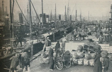 The Herring Season in Full Swing